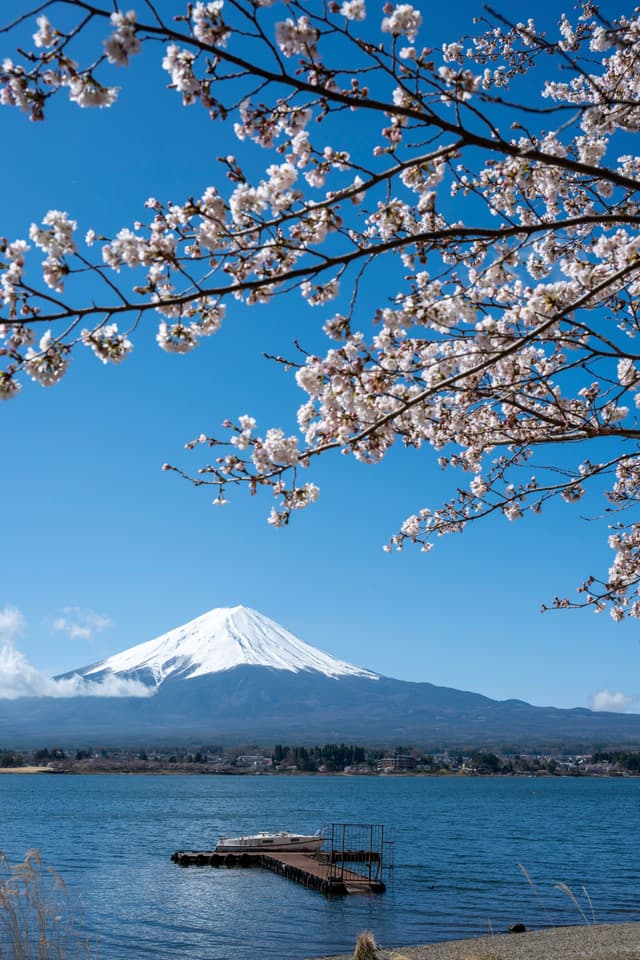 樱花与富士山