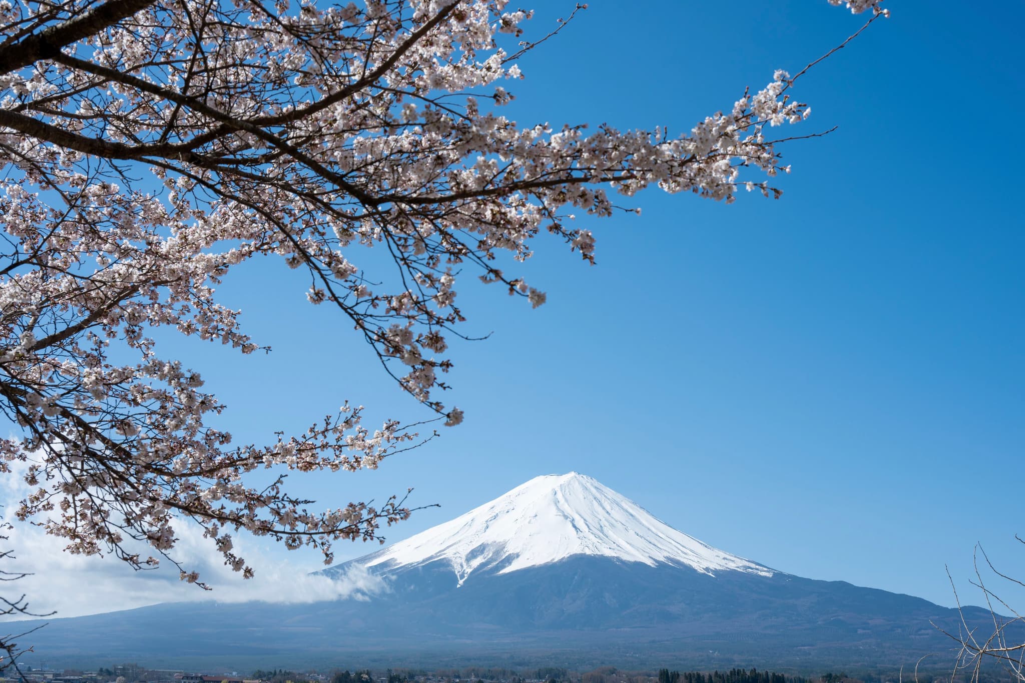樱花富士山🗻