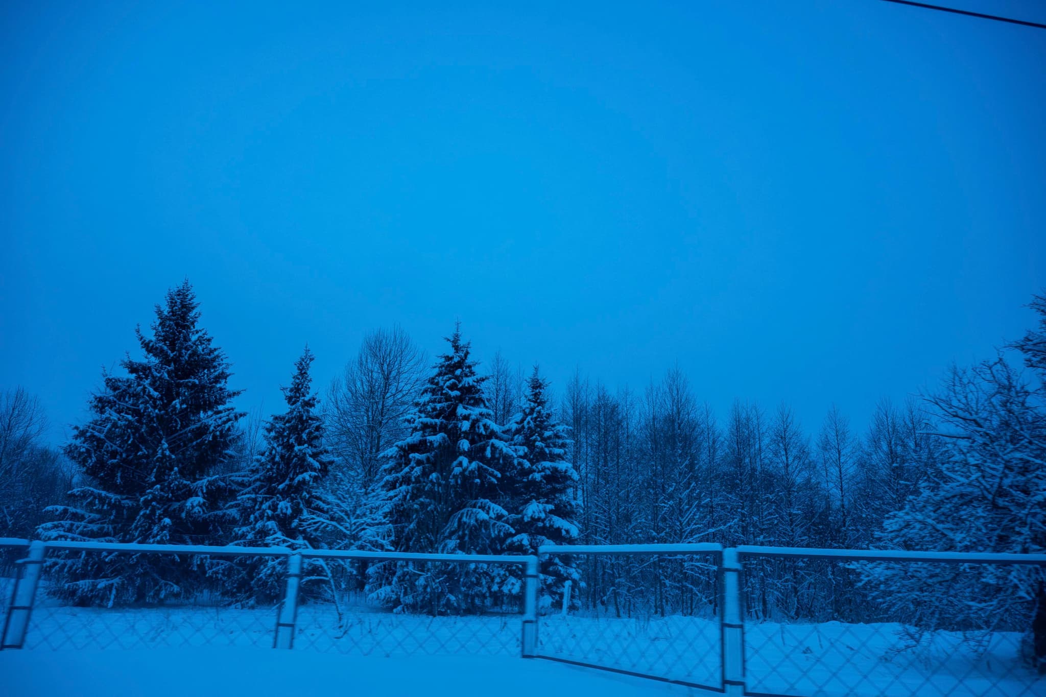 火车上拍到的树